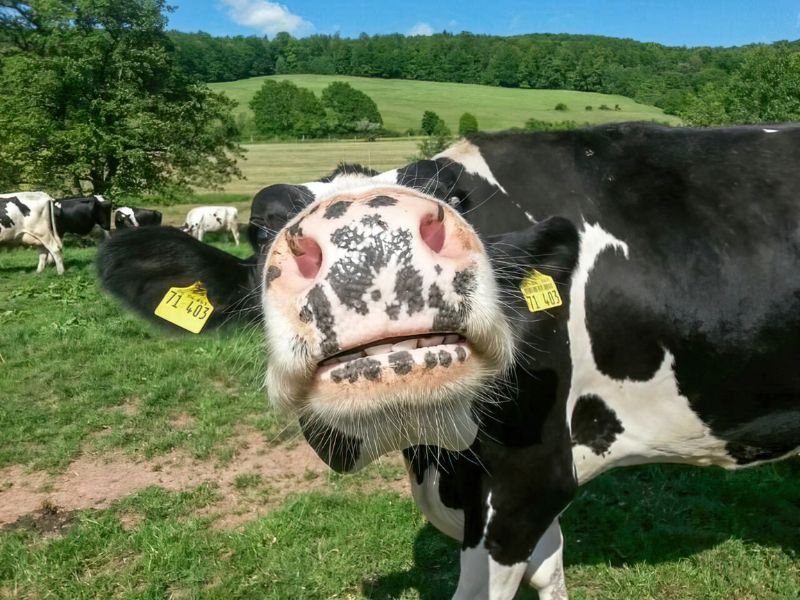 Witzenhäuser Weidemilch