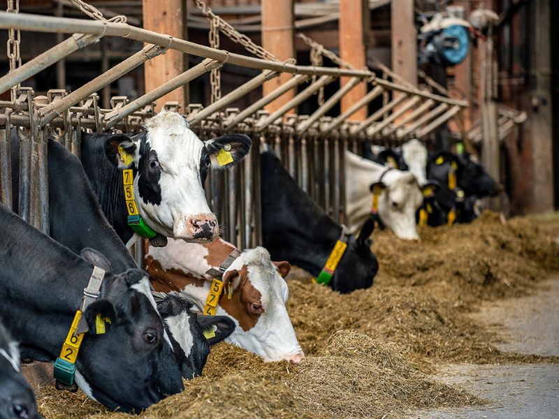 Landwirtschaftszentrum Eichhof Landesbetrieb Landwirtschaft Hessen