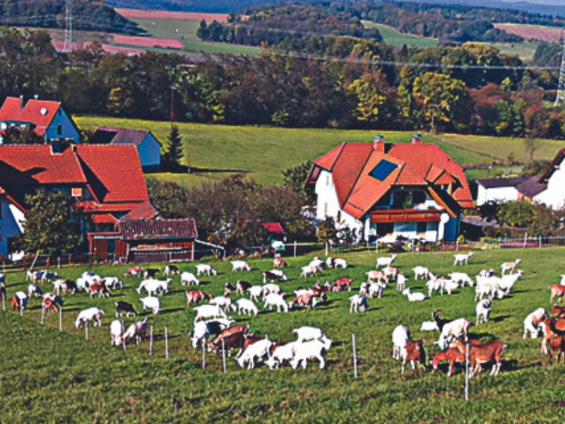 Klosterhöfer Ziegenkäse