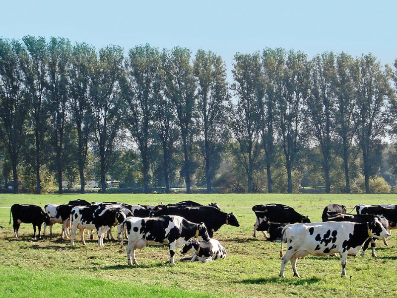 Milchviehbetrieb Müller GbR