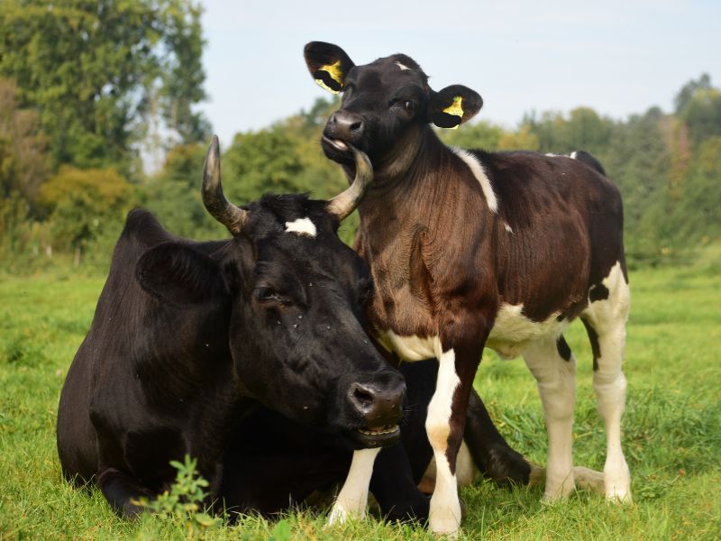 Hofgut Oberfeld Landwirtschaft AG